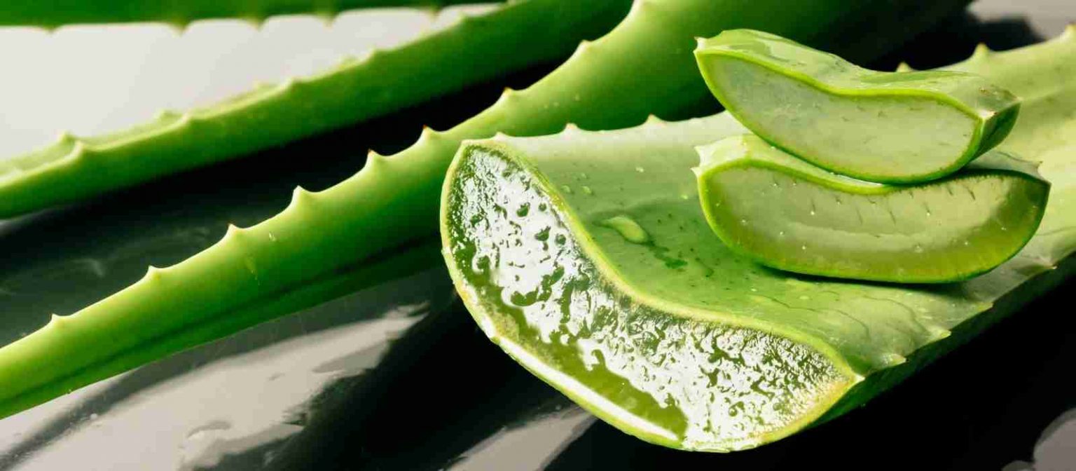 Aloe Vera for Diaper Rash How to Use this Natural Remedy Mommy and Love