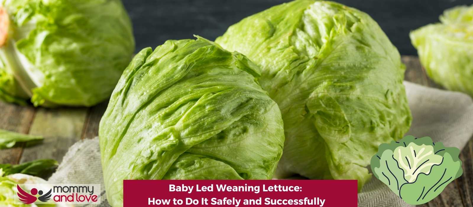 Baby Led Weaning Lettuce How to Do It Safely and Successfully