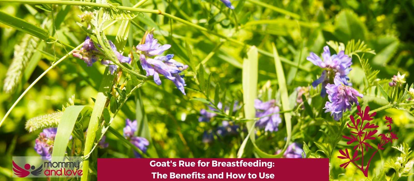 Goat's Rue for Breastfeeding: The Benefits and How to Use